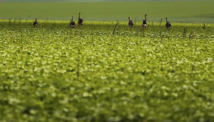 CMN passa a exigir fotos com localização comprovada em seguro rural